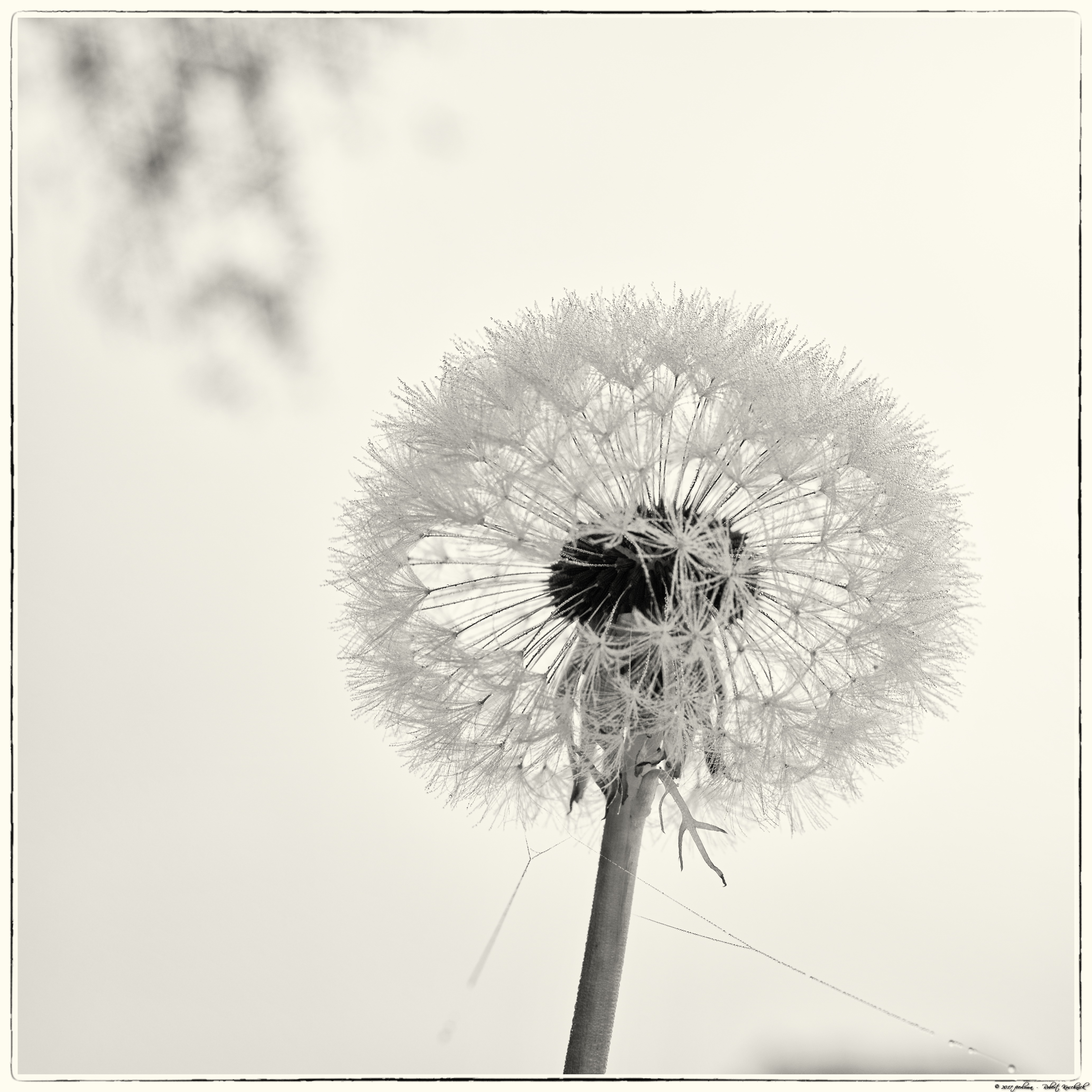 KORO1477__ACDsee002R__Silver001__FINAL