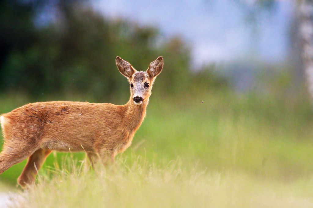 Natur- und Tierfotografie im Zeichen von&nbsp;Corona