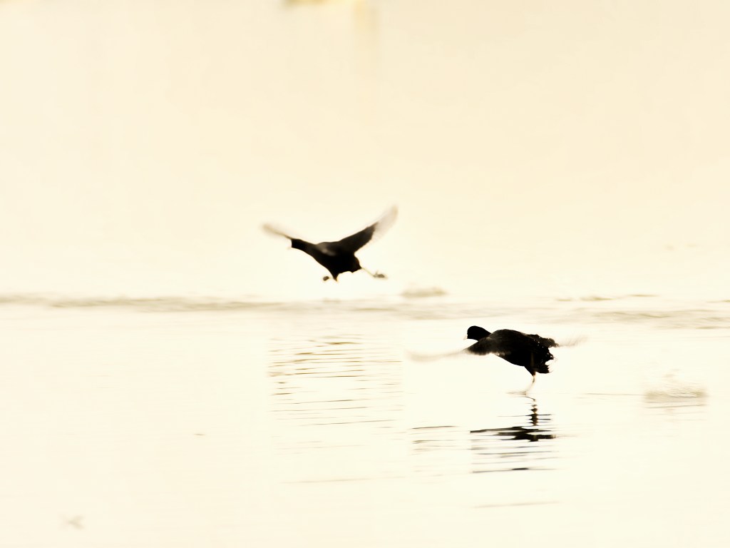 Eisvogelerlebnis ohne Eisvogelfoto