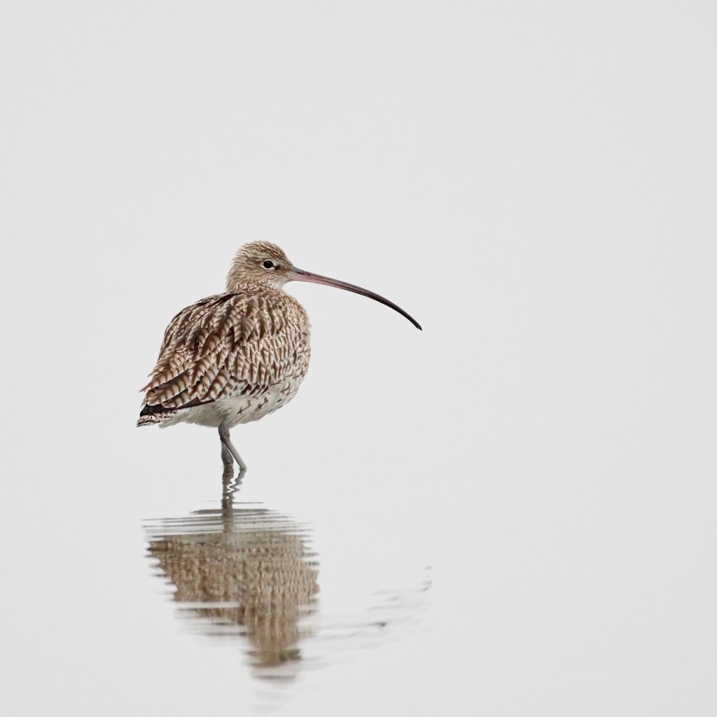 GROßER BRACHVOGEL / GREAT&nbsp;CURLEW
