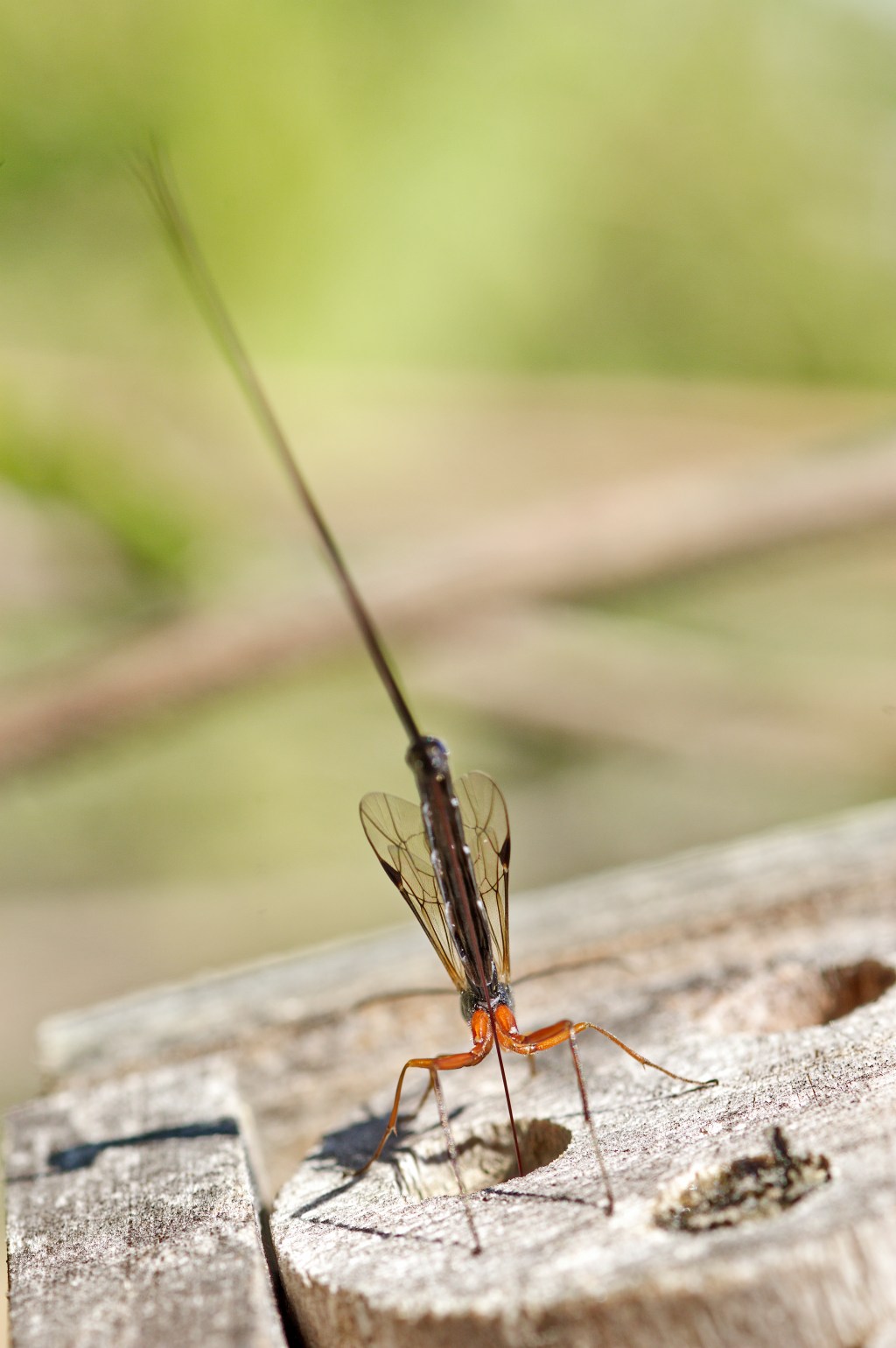 Schlupfwespe / Ichneumonidae / ichneumon&nbsp;wasp