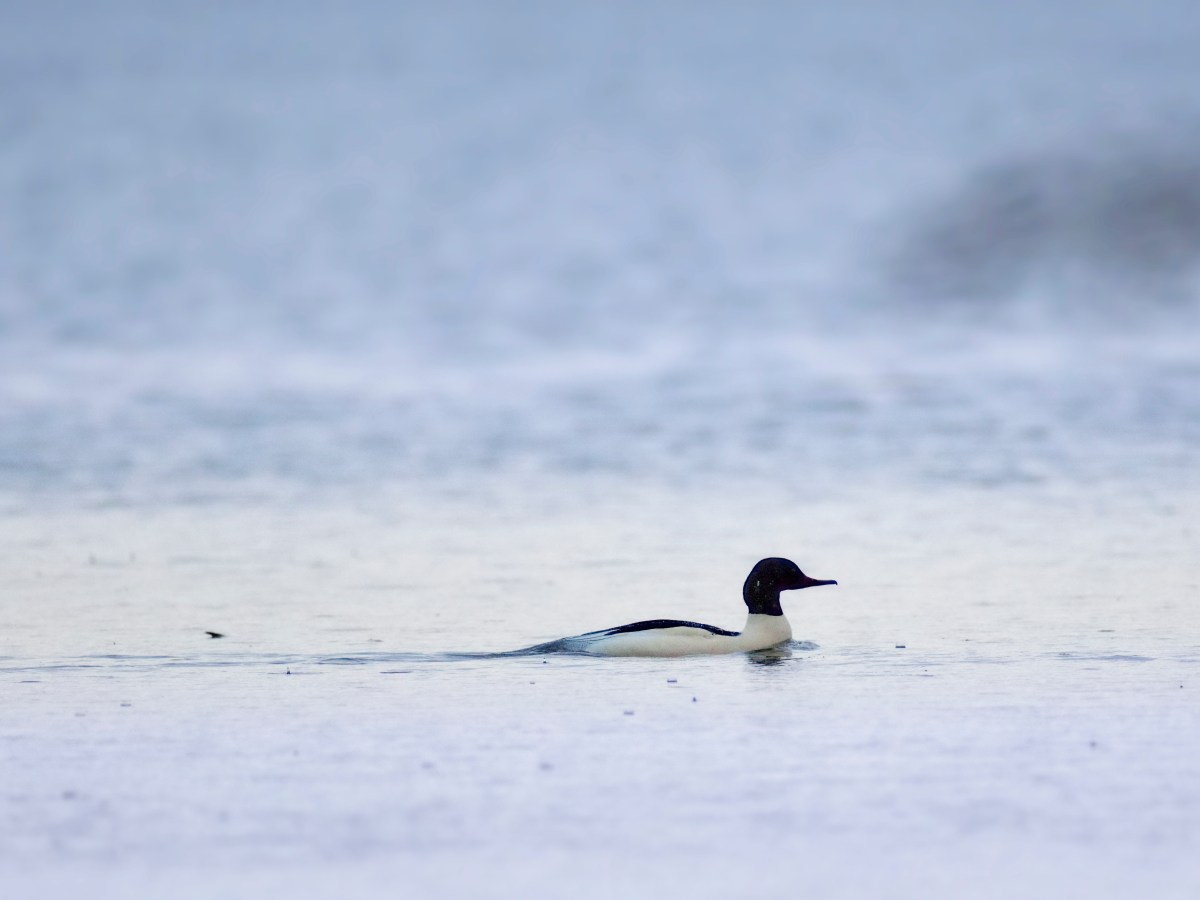 Bodensee-Birding: Gänsesäger / Mergus merganser /&nbsp;Goosander