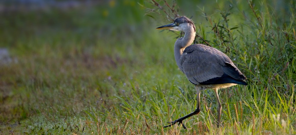 Graureiher – Challenge&nbsp;accepted