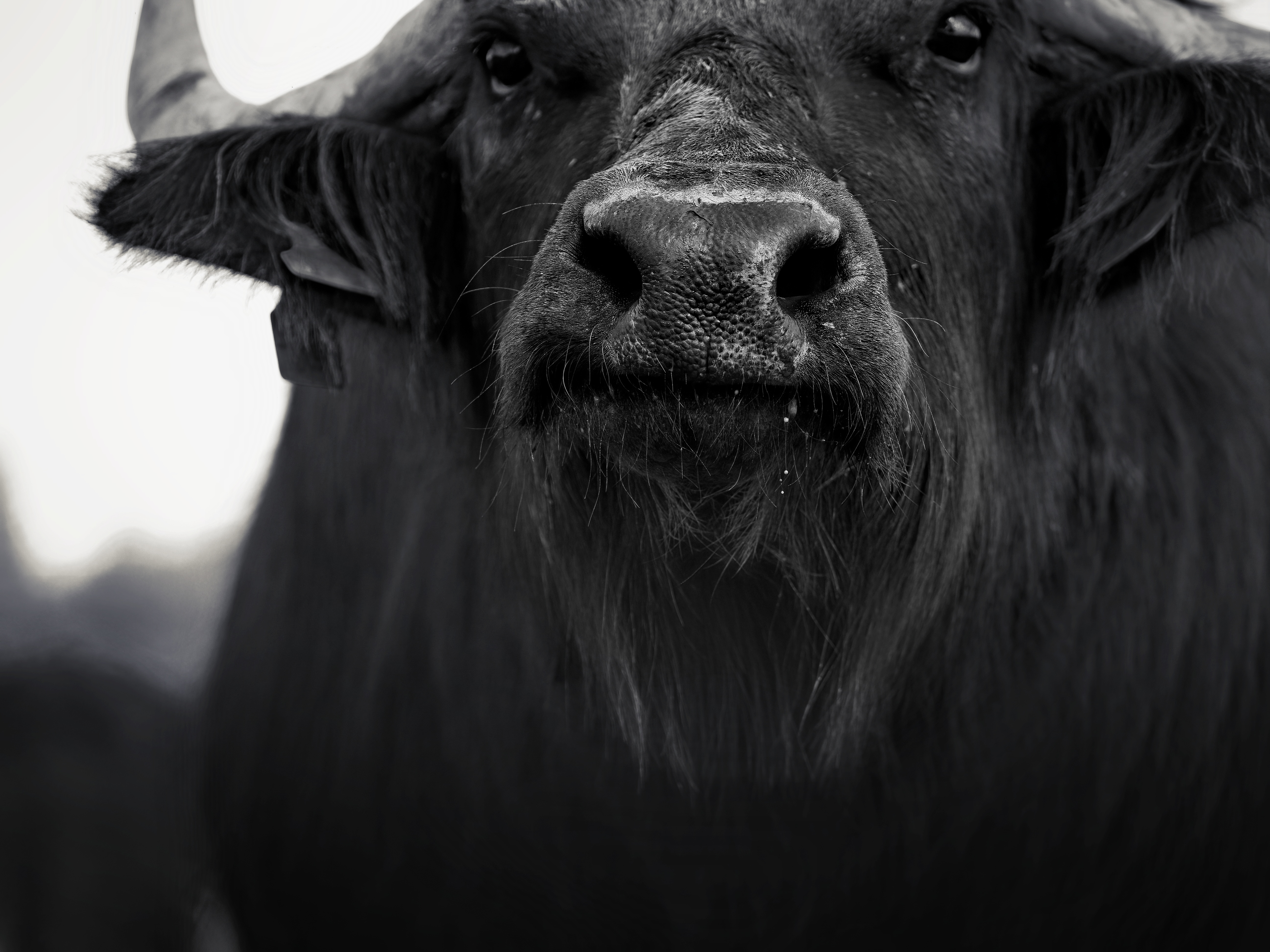 2024|Ländle-Wasserbüffel